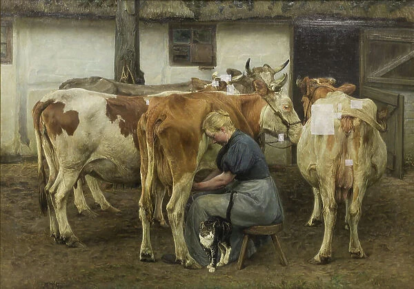 Milking the Cows. West Jutland, 1897-1899. Creator: Niels Pedersen Mols