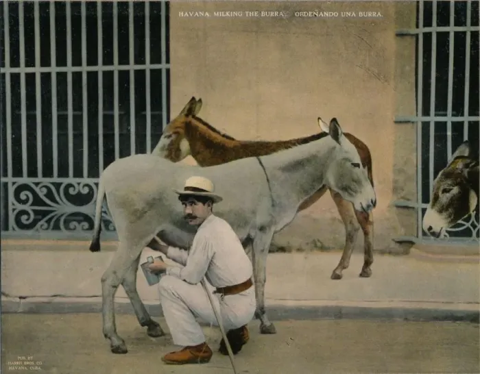 Framed Print : Milking donkeys, Havana, Cuba, c1920 Framed Print : Milking donkeys, Havana, Cuba, c1920