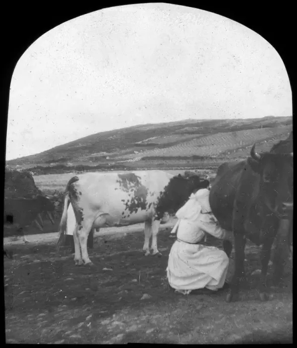 Framed Print : Milking, late 19th or early 20th century Framed Print : Milking, late 19th or early 20th century