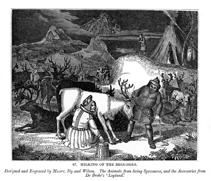 Framed Print : Milking of the Rein-deer, 1843. Artist: Messrs Sly and Wilson Framed Print : Milking of the Rein-deer, 1843. Artist: Messrs Sly and Wilson