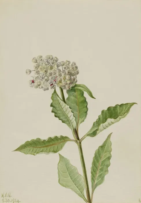Framed Print : Milkweed (Ascelpias), 1924. Creator: Mary Vaux Walcott Framed Print : Milkweed (Ascelpias), 1924. Creator: Mary Vaux Walcott