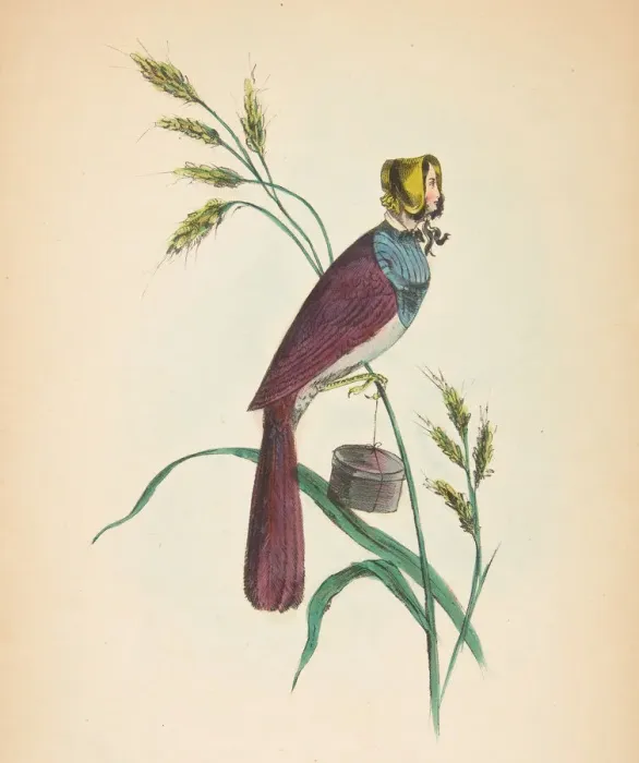 Framed Print : Milliner Bird (Minnie Doyle), from The Comic Natural History of the Human Race, 1851 Framed Print : Milliner Bird (Minnie Doyle), from The Comic Natural History of the Human Race, 1851