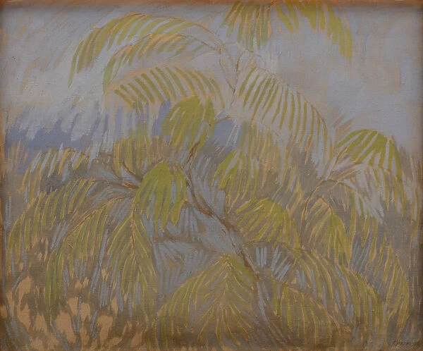Mimosa, 1909