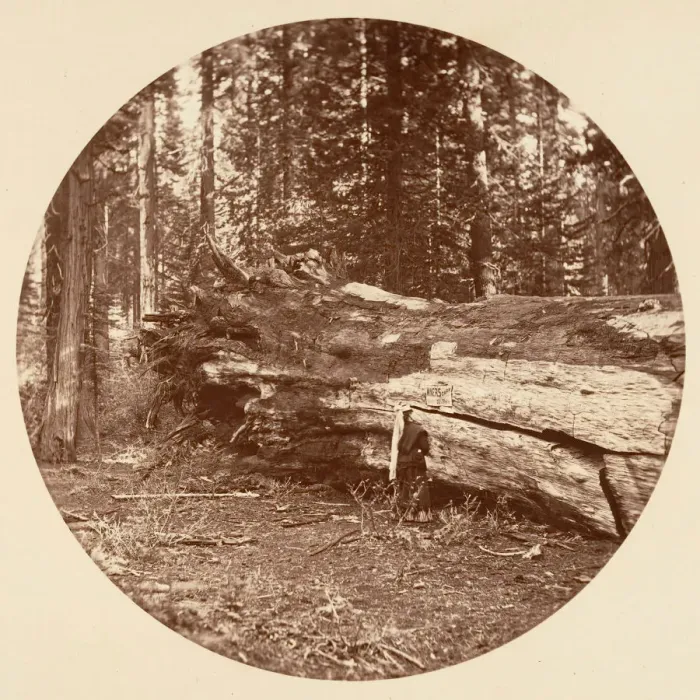 Framed Print : The Miners Cabin - Calaveras Grove, ca. 1878. Creator: Carleton Emmons Watkins Framed Print : The Miners Cabin - Calaveras Grove, ca. 1878. Creator: Carleton Emmons Watkins