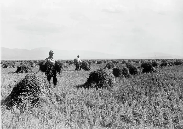 Framed Print : Minidoka Project - U.S. Reclamation Bureau. Minidoka Desert On Year After Irrigation By Gov... 1912 Creator: Harris & Ewing. Minidoka Project - U.S. Reclamation Bureau Framed Print : Minidoka Project - U.S. Reclamation Bureau. Minidoka Desert On Year After Irrigation By Gov... 1912 Creator: Harris & Ewing. Minidoka Project - U.S. Reclamation Bureau