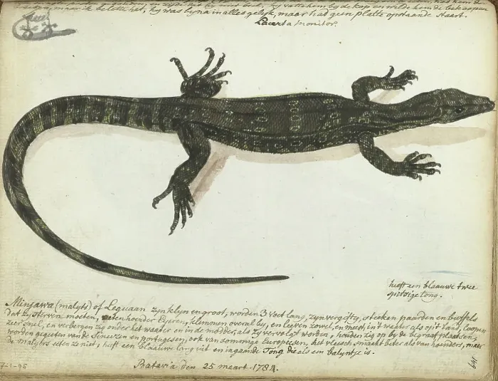 Framed Print : Minjawa or iguana, 1784. Creator: Jan Brandes Framed Print : Minjawa or iguana, 1784. Creator: Jan Brandes
