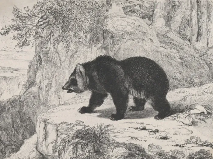 Framed Print : Mississippi Bear, 1836. Creator: Antoine-Louis Barye Framed Print : Mississippi Bear, 1836. Creator: Antoine-Louis Barye