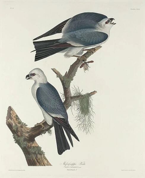 Mississippi Kite, 1831. Creator: Robert Havell