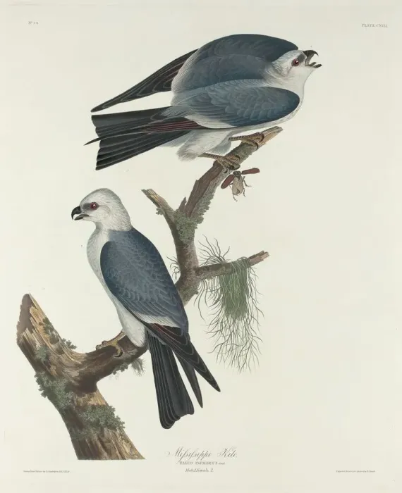 Framed Print : Mississippi Kite, 1831. Creator: Robert Havell