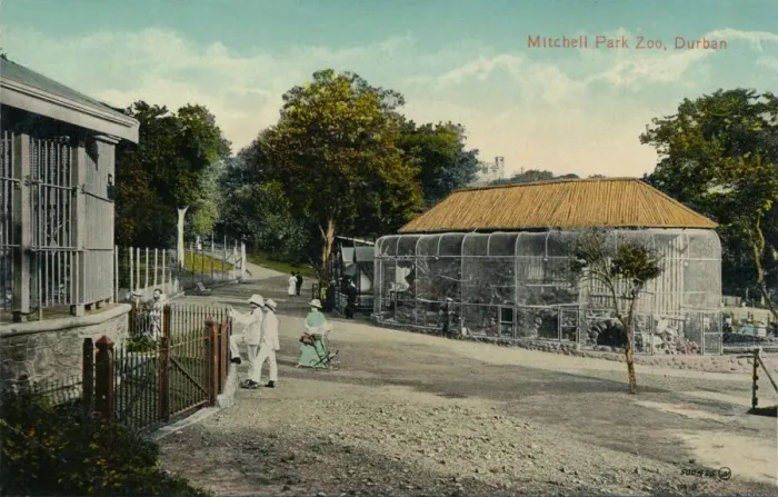 Framed Print : Mitchell Park Zoo, Durban, c1915 Framed Print : Mitchell Park Zoo, Durban, c1915
