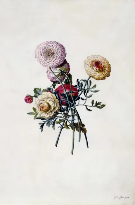 Framed Print : Mixed Ranunculas, c. 1743 (hand coloured engraving) Framed Print : Mixed Ranunculas, c. 1743 (hand coloured engraving)