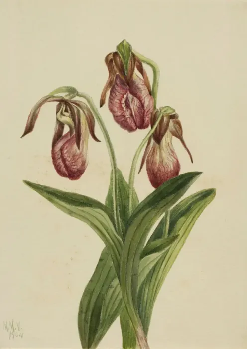 Framed Print : Moccasin Flower (Cypripedium acaule), 1904. Creator: Mary Vaux Walcott Framed Print : Moccasin Flower (Cypripedium acaule), 1904. Creator: Mary Vaux Walcott