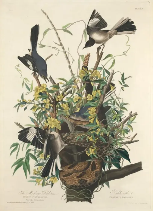 Framed Print : The Mocking Bird, 1827. Creator: Robert Havell Framed Print : The Mocking Bird, 1827. Creator: Robert Havell