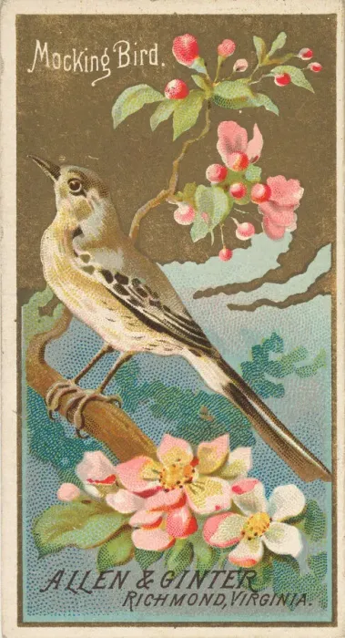 Framed Print : Mockingbird, from the Birds of America series (N4) for Allen & Framed Print : Mockingbird, from the Birds of America series (N4) for Allen &