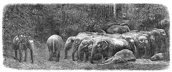 Mode of capturing wild elephants in Ceylon: herd of wild elephants, 1864. Creator: Unknown