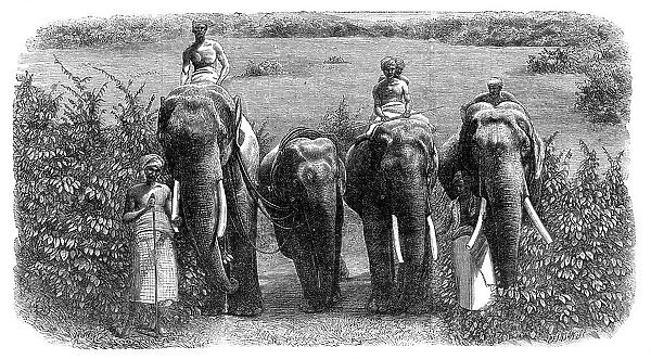 Mode of capturing wild elephants in Ceylon: taming a wild elephant, 1864. Creator: Unknown
