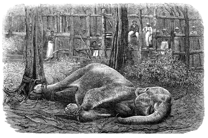 Framed Print : Mode of capturing wild elephants in Ceylon: an elephant noosed, 1864. Creator: Unknown Framed Print : Mode of capturing wild elephants in Ceylon: an elephant noosed, 1864. Creator: Unknown