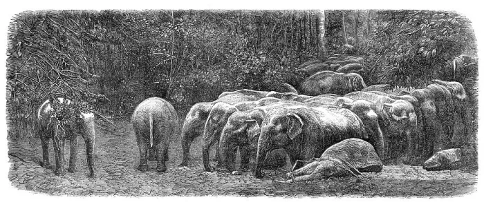 Framed Print : Mode of capturing wild elephants in Ceylon: herd of wild elephants, 1864. Creator: Unknown Framed Print : Mode of capturing wild elephants in Ceylon: herd of wild elephants, 1864. Creator: Unknown
