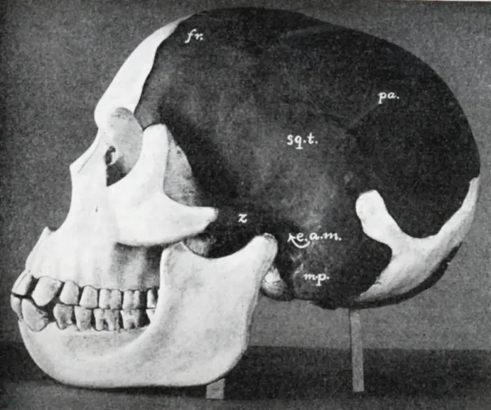 Framed Print : Model of the skull of Piltdown Man (Eanothropus dawsoni), 1914. Artist: Dr Smith Woodward Framed Print : Model of the skull of Piltdown Man (Eanothropus dawsoni), 1914. Artist: Dr Smith Woodward