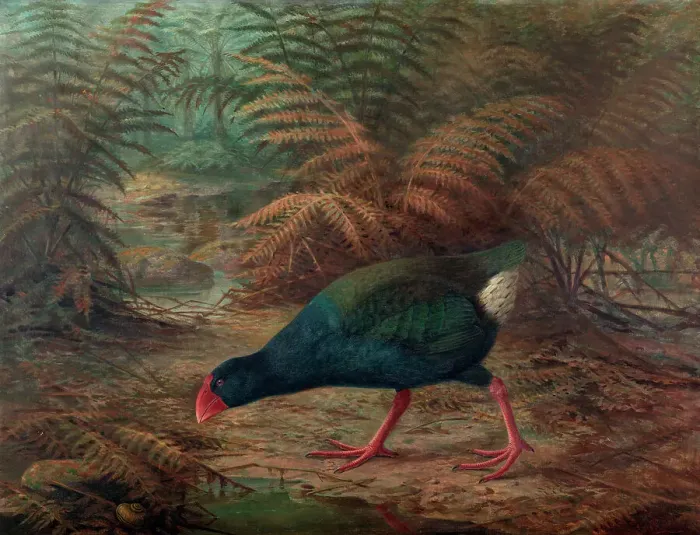 Framed Print : A moho takahe (Notornis mantelli), 1902. Creator: Johannes Keulemans Framed Print : A moho takahe (Notornis mantelli), 1902. Creator: Johannes Keulemans