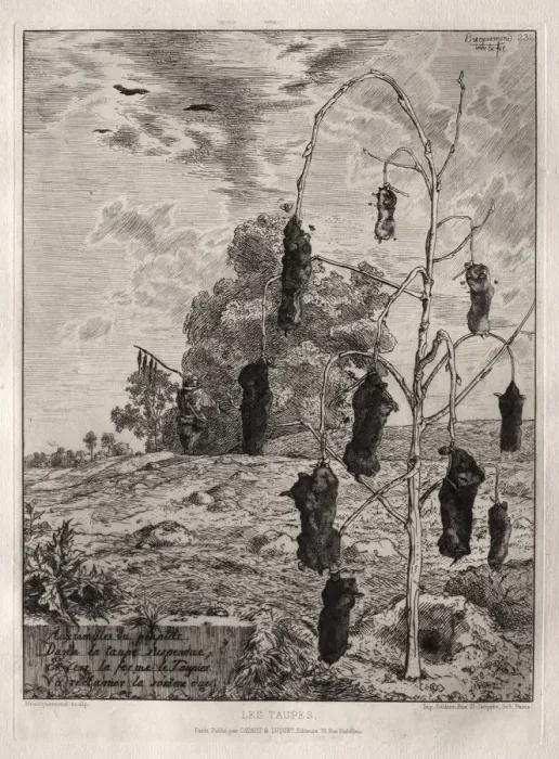 Framed Print : Moles, 1854, printed 1866. Creator: Felix Bracquemond (French, 1833-1914); Cadart Framed Print : Moles, 1854, printed 1866. Creator: Felix Bracquemond (French, 1833-1914); Cadart