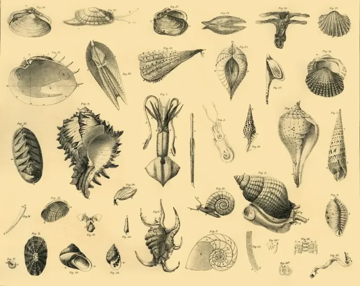 Framed Print : Mollusca, c1910. Creator: Unknown Framed Print : Mollusca, c1910. Creator: Unknown