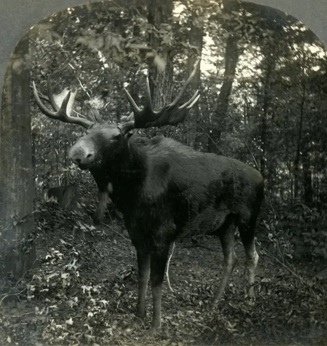 Framed Print : Monarch of All I Survey, 1899. Creator: Unknown Framed Print : Monarch of All I Survey, 1899. Creator: Unknown