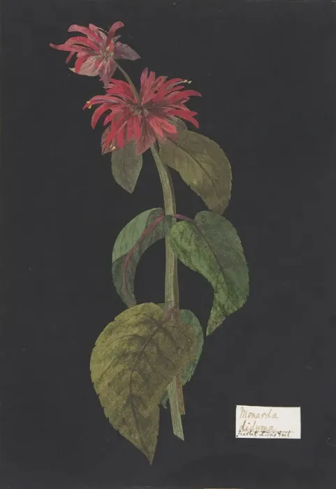 Framed Print : Monarda didyma / Scarlet Lions Tail, ca. 1791 (?). Creator: William Booth Grey Framed Print : Monarda didyma / Scarlet Lions Tail, ca. 1791 (?). Creator: William Booth Grey