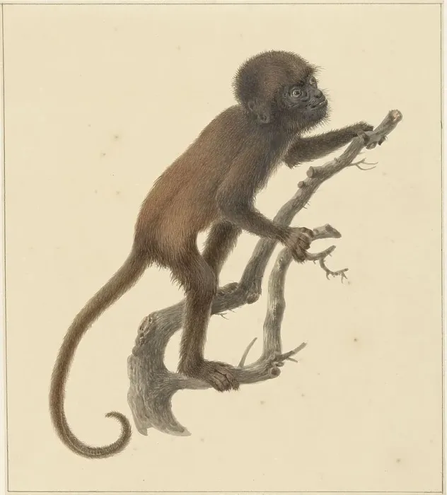 Framed Print : Monkey, 1759-1842. Creator: Pieter Bartholomeusz. Barbiers Framed Print : Monkey, 1759-1842. Creator: Pieter Bartholomeusz. Barbiers