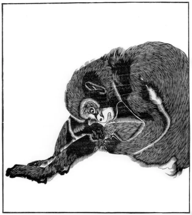 Framed Print : Monkey, 1766 (1886) Framed Print : Monkey, 1766 (1886)