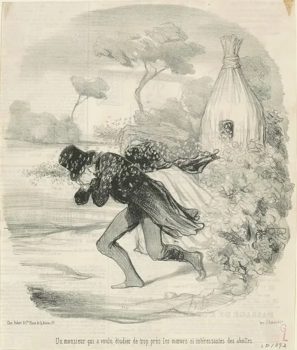 Framed Print : Un monsieur qui voulu étudier... les moeurs... des abeilles, 19th century. Creator: Honore Daumier Framed Print : Un monsieur qui voulu étudier... les moeurs... des abeilles, 19th century. Creator: Honore Daumier