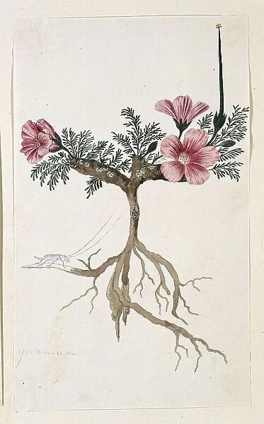 Monsonia multifidum E.Mey. ex Kunth (with an insect), 1777-1786. Creator: Robert Jacob Gordon