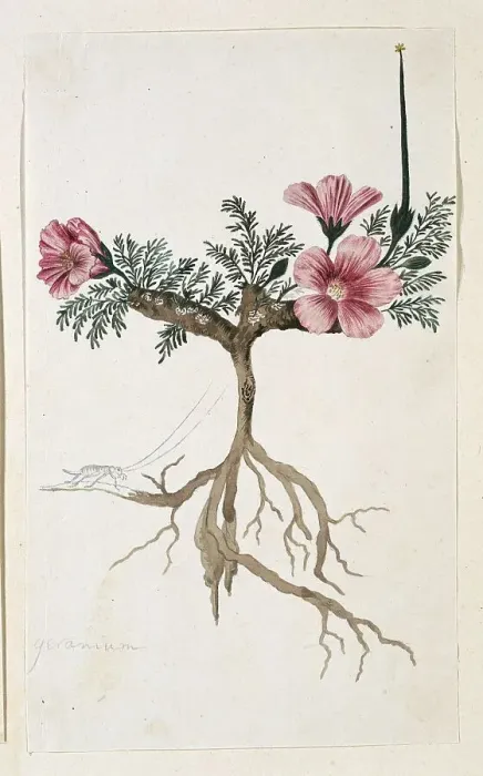 Framed Print : Monsonia multifidum E.Mey. ex Kunth (with an insect), 1777-1786. Creator: Robert Jacob Gordon Framed Print : Monsonia multifidum E.Mey. ex Kunth (with an insect), 1777-1786. Creator: Robert Jacob Gordon