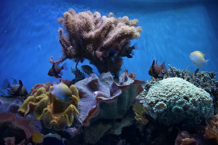 Framed Print : Monterey Bay Aquarium, Monterey, California, USA, 2022. Creator: Ethel Davies Framed Print : Monterey Bay Aquarium, Monterey, California, USA, 2022. Creator: Ethel Davies