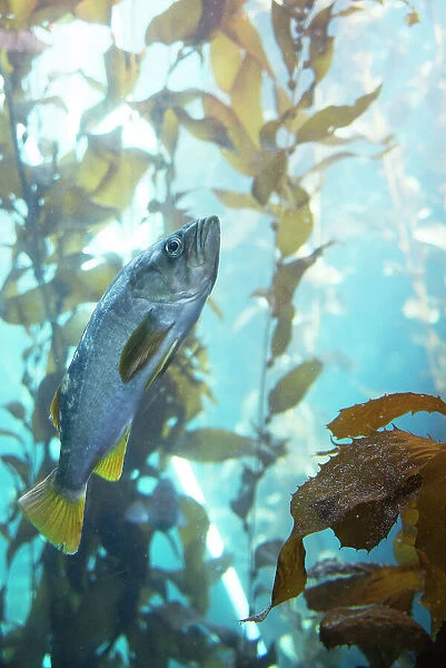 Monterey Bay Aquarium, Monterey, California, USA, 2022. Creator: Ethel Davies
