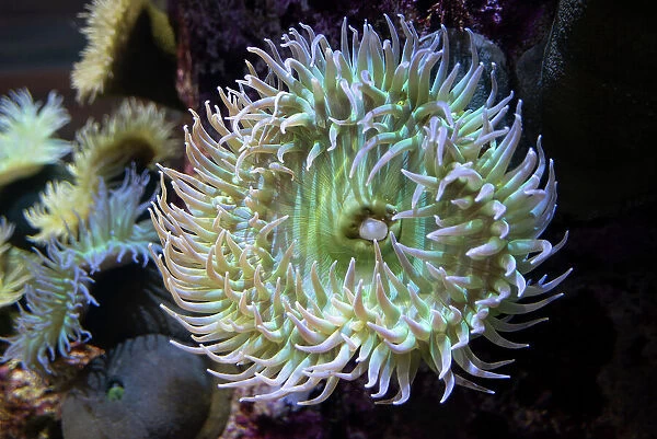 Monterey Bay Aquarium, Monterey, California, USA, 2022. Creator: Ethel Davies