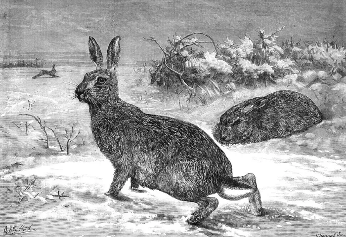Framed Print : The months: February, 1871. Creator: Horace Harral Framed Print : The months: February, 1871. Creator: Horace Harral
