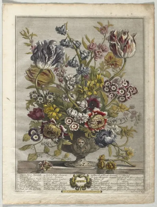 Framed Print : Twelve Months of Flowers: April, 1730. Creator: Henry Fletcher (British, active 1715-38) Framed Print : Twelve Months of Flowers: April, 1730. Creator: Henry Fletcher (British, active 1715-38)