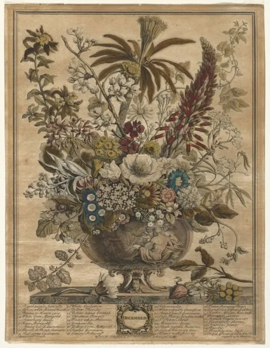 Framed Print : Twelve Months of Flowers: December, 1730. Creator: Henry Fletcher (British, active 1715-38) Framed Print : Twelve Months of Flowers: December, 1730. Creator: Henry Fletcher (British, active 1715-38)