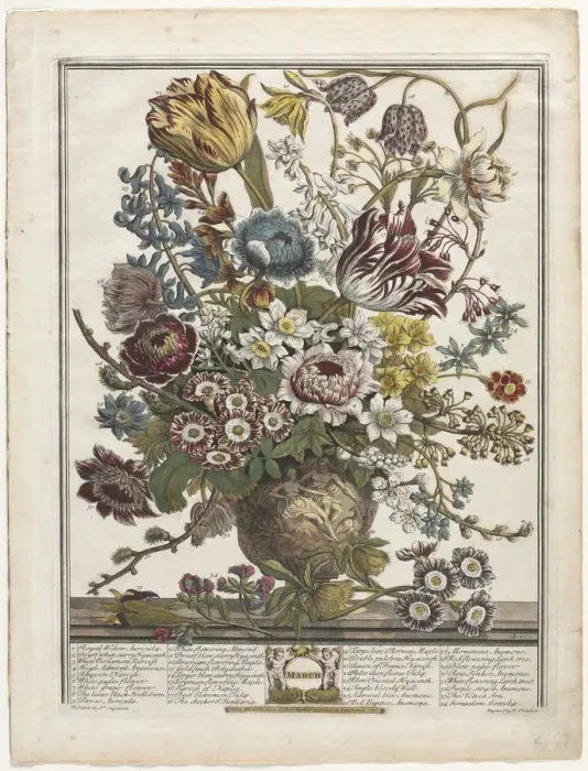 Framed Print : Twelve Months of Flowers: March, 1730. Creator: Henry Fletcher (British, active 1715-38) Framed Print : Twelve Months of Flowers: March, 1730. Creator: Henry Fletcher (British, active 1715-38)