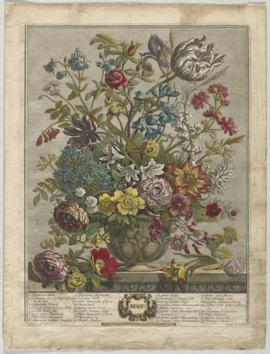 Framed Print : Twelve Months of Flowers: May, 1730. Creator: Henry Fletcher (British, active 1715-38) Framed Print : Twelve Months of Flowers: May, 1730. Creator: Henry Fletcher (British, active 1715-38)