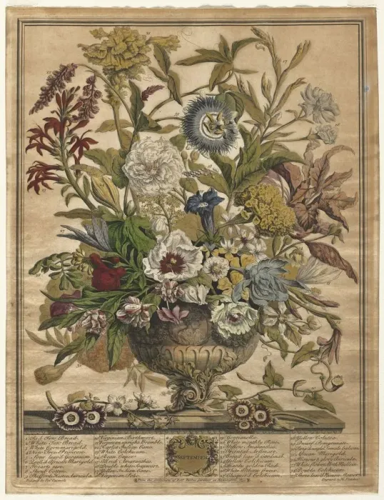 Framed Print : Twelve Months of Flowers: September, 1730. Creator: Henry Fletcher (British, active 1715-38) Framed Print : Twelve Months of Flowers: September, 1730. Creator: Henry Fletcher (British, active 1715-38)