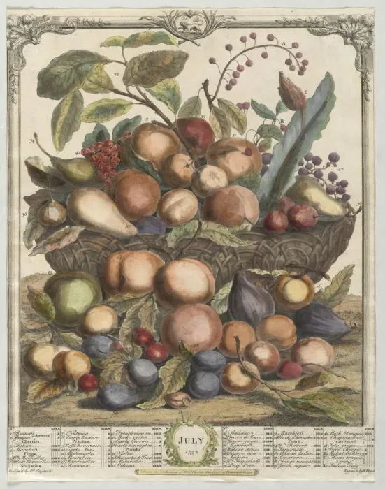 Framed Print : Twelve Months of Fruit: July, 1732. Creator: Henry Fletcher (British, active 1715-38) Framed Print : Twelve Months of Fruit: July, 1732. Creator: Henry Fletcher (British, active 1715-38)