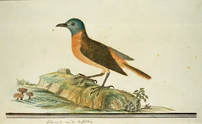 Framed Print : Monticola rupestris (Cape rock thrush), 1777-1786. Creator: Robert Jacob Gordon Framed Print : Monticola rupestris (Cape rock thrush), 1777-1786. Creator: Robert Jacob Gordon