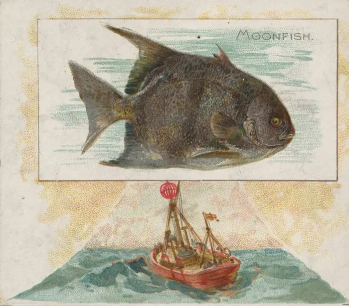 Framed Print : Moonfish, from Fish from American Waters series (N39) for Allen & Ginter Cigarettes Framed Print : Moonfish, from Fish from American Waters series (N39) for Allen & Ginter Cigarettes