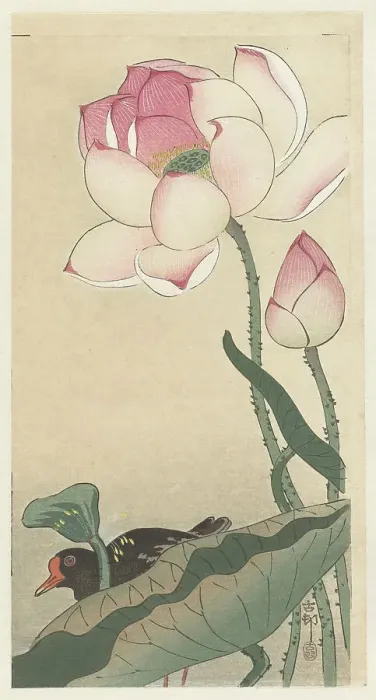 Framed Print : Moorhen with Lotus Flowers, Between 1910 and 1920. Creator: Ohara, Koson (1877-1945) Framed Print : Moorhen with Lotus Flowers, Between 1910 and 1920. Creator: Ohara, Koson (1877-1945)
