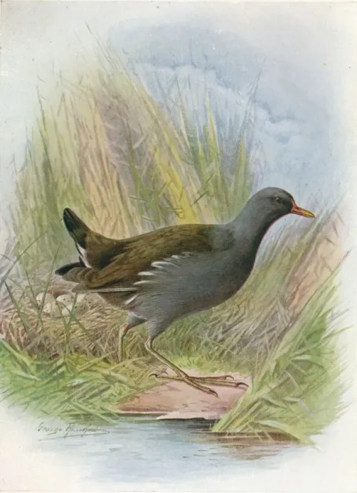 Framed Print : Moorhen or Waterhen - Gallin ula chlor opus, c1910, (1910). Artist: George James Rankin Framed Print : Moorhen or Waterhen - Gallin ula chlor opus, c1910, (1910). Artist: George James Rankin