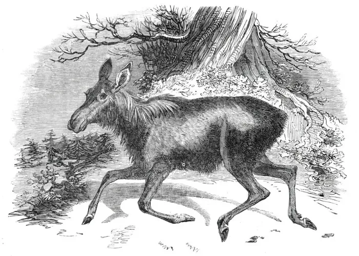 Framed Print : Moose deer, at the Surrey Zoological Gardens, 1844. Creator: Unknown Framed Print : Moose deer, at the Surrey Zoological Gardens, 1844. Creator: Unknown