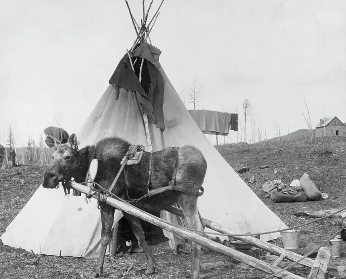 Framed Print : Moose harnessed for work beside tepee [i.e. tipi], 1916(?). Creator: C. W. Mathers