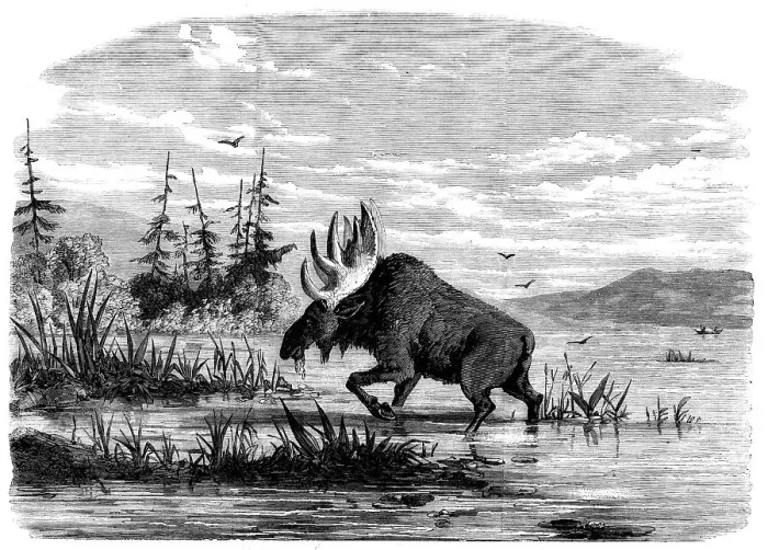 Framed Print : Moose-hunting in Canada - a Bull Moose feeding, 1858. Creator: Unknown Framed Print : Moose-hunting in Canada - a Bull Moose feeding, 1858. Creator: Unknown